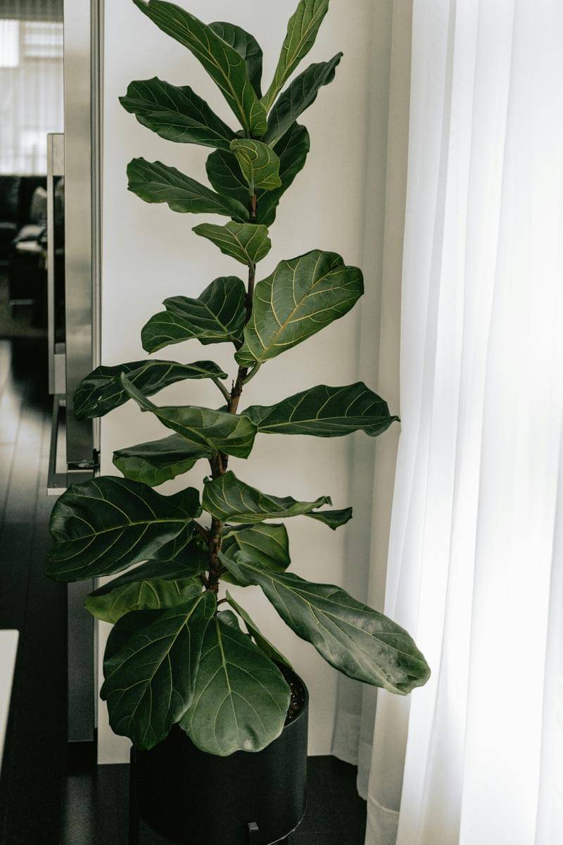 ilustrasi fiddle leaf fig