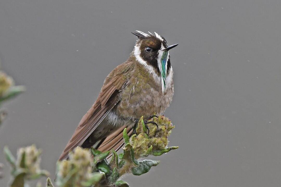 Burung green-bearded helmetcrest