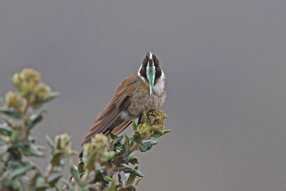 Burung green-bearded helmetcrest
