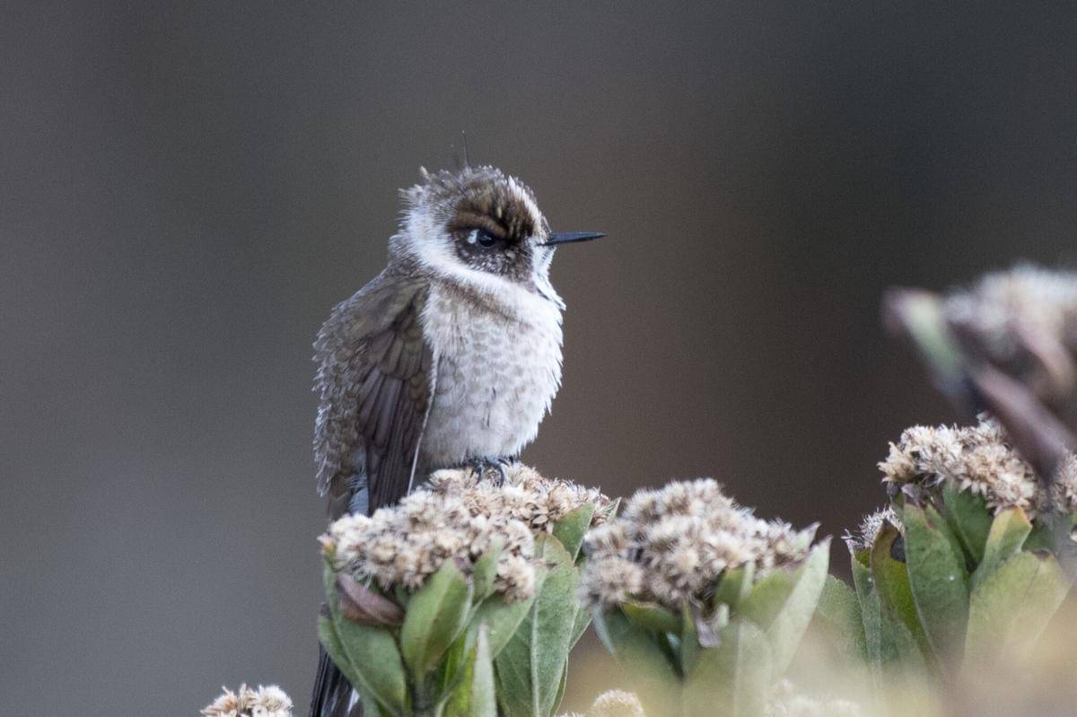 Burung green-bearded helmetcrest