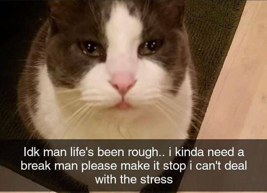 meme kucing lagi istirahat