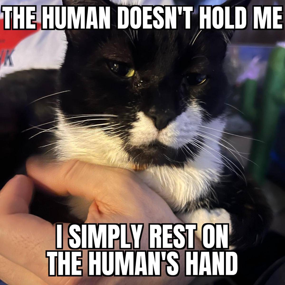 meme kucing lagi istirahat