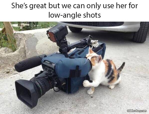 meme kucing dan kamera