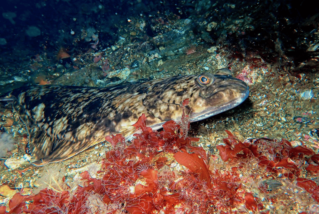 halibut atlantik
