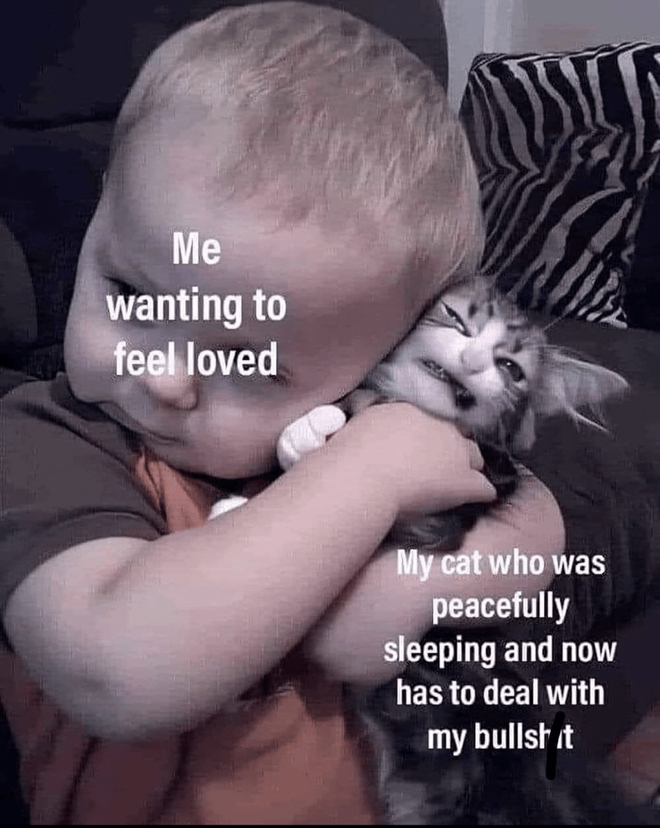 meme kucing lagi istirahat