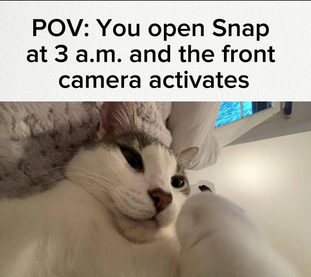 meme kucing dan kamera