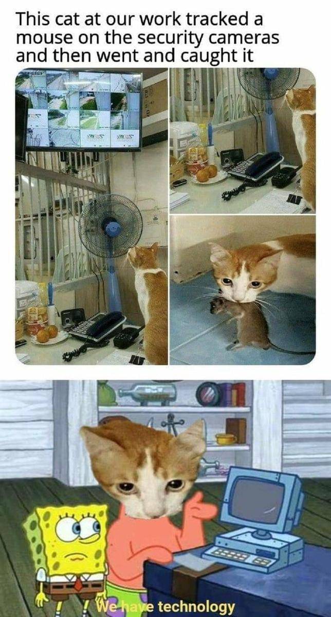 meme kucing dan kamera