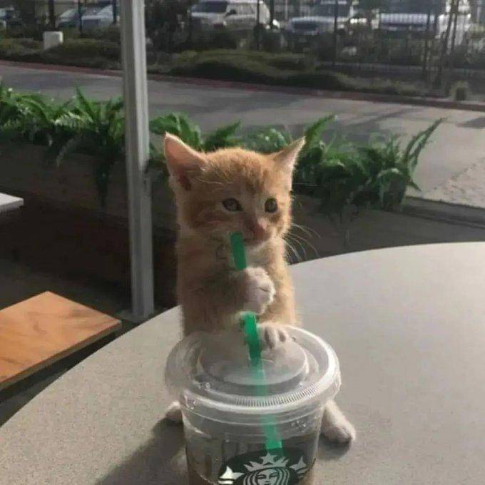 meme kucing lagi istirahat