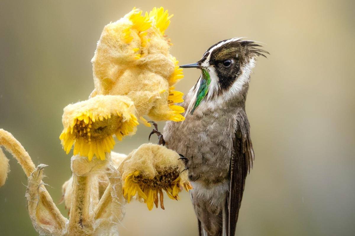 Burung green-bearded helmetcrest