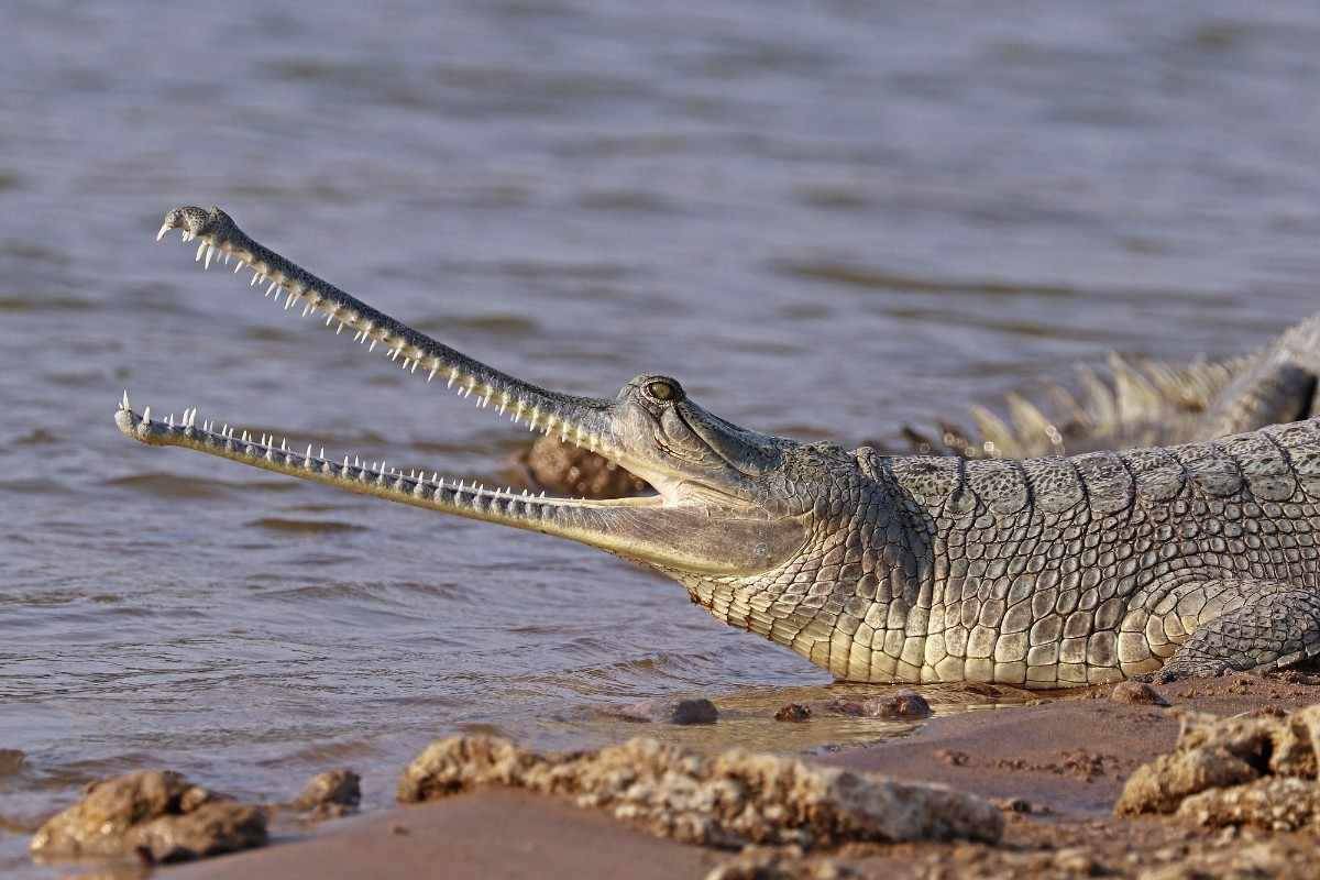 Ilustrasi buaya gharial yang langsing bermoncong panjang dari sungai Gangga