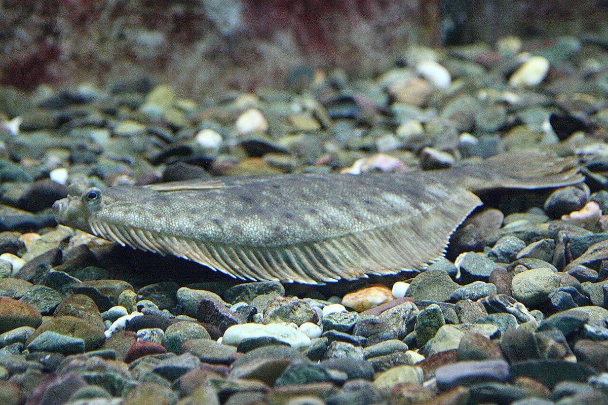 halibut atlantik