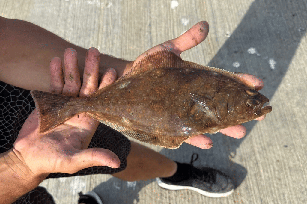 halibut atlantik