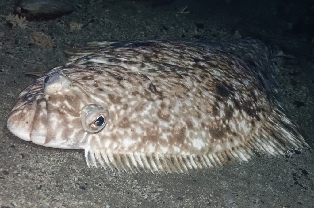 5 Fakta Unik Halibut Atlantik, Spesies Ikan Sebelah Terbesar
