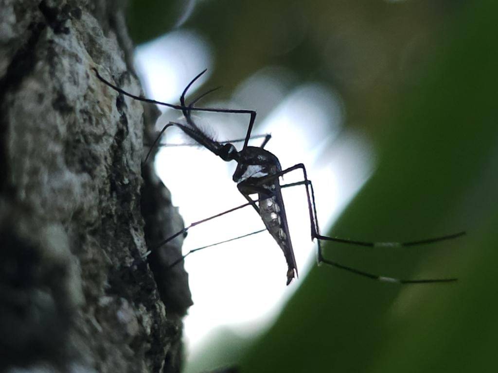 Toxorhynchites speciosus