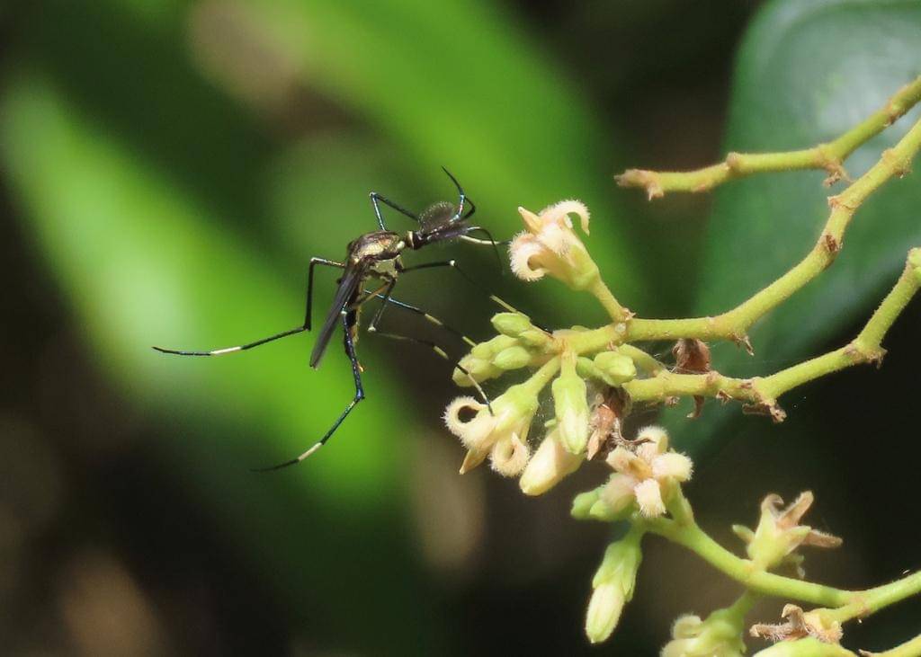 Toxorhynchites speciosus