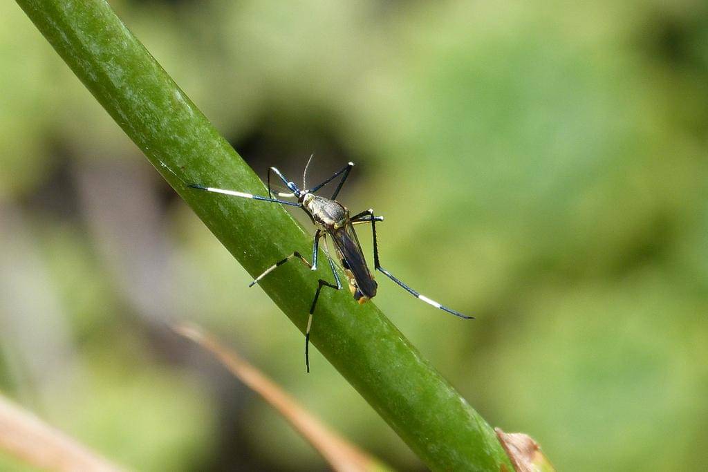 Toxorhynchites speciosus