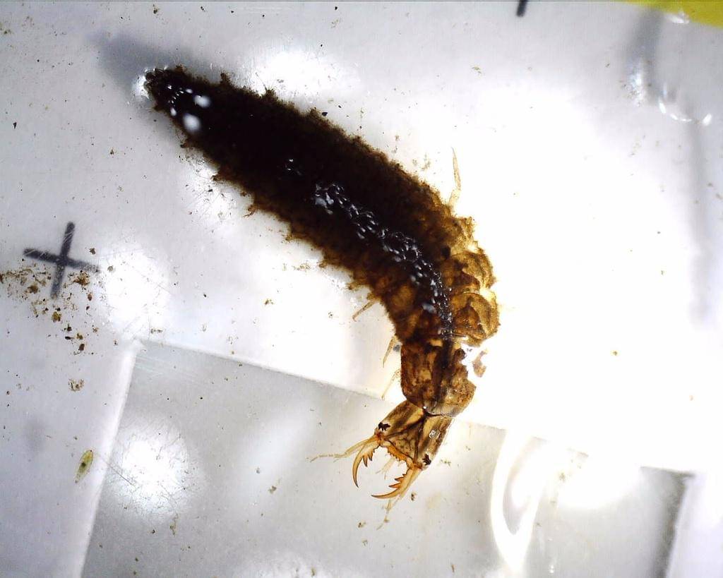 Toxorhynchites speciosus