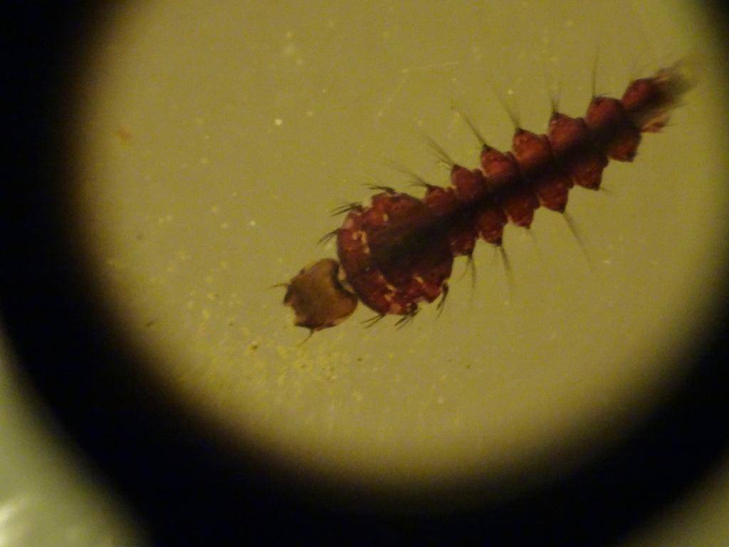 Toxorhynchites speciosus