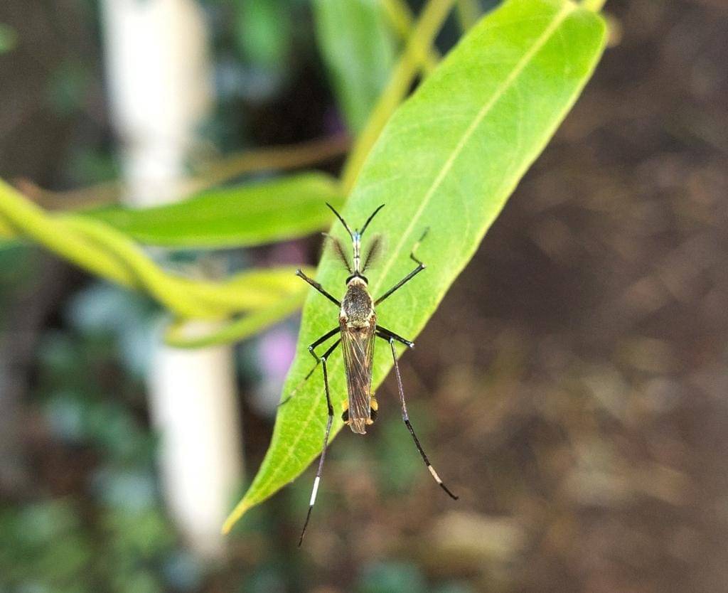 Toxorhynchites speciosus