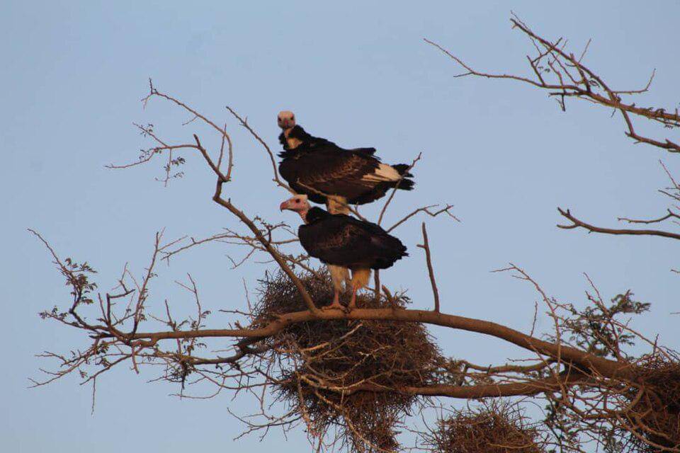 sepasang hering kepala-putih yang sedang bersarang