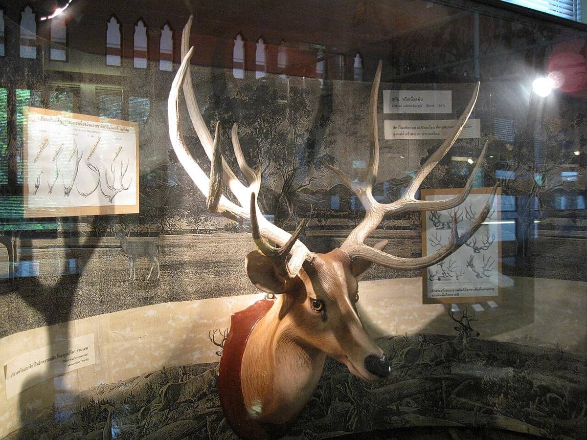 spesimen rusa schomburgk