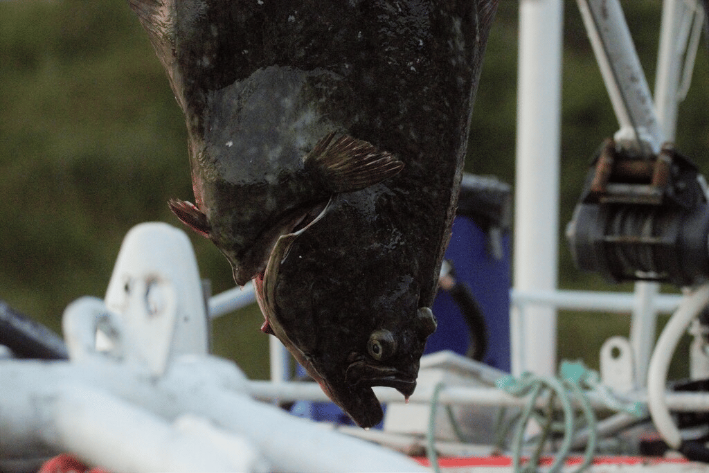 halibut atlantik