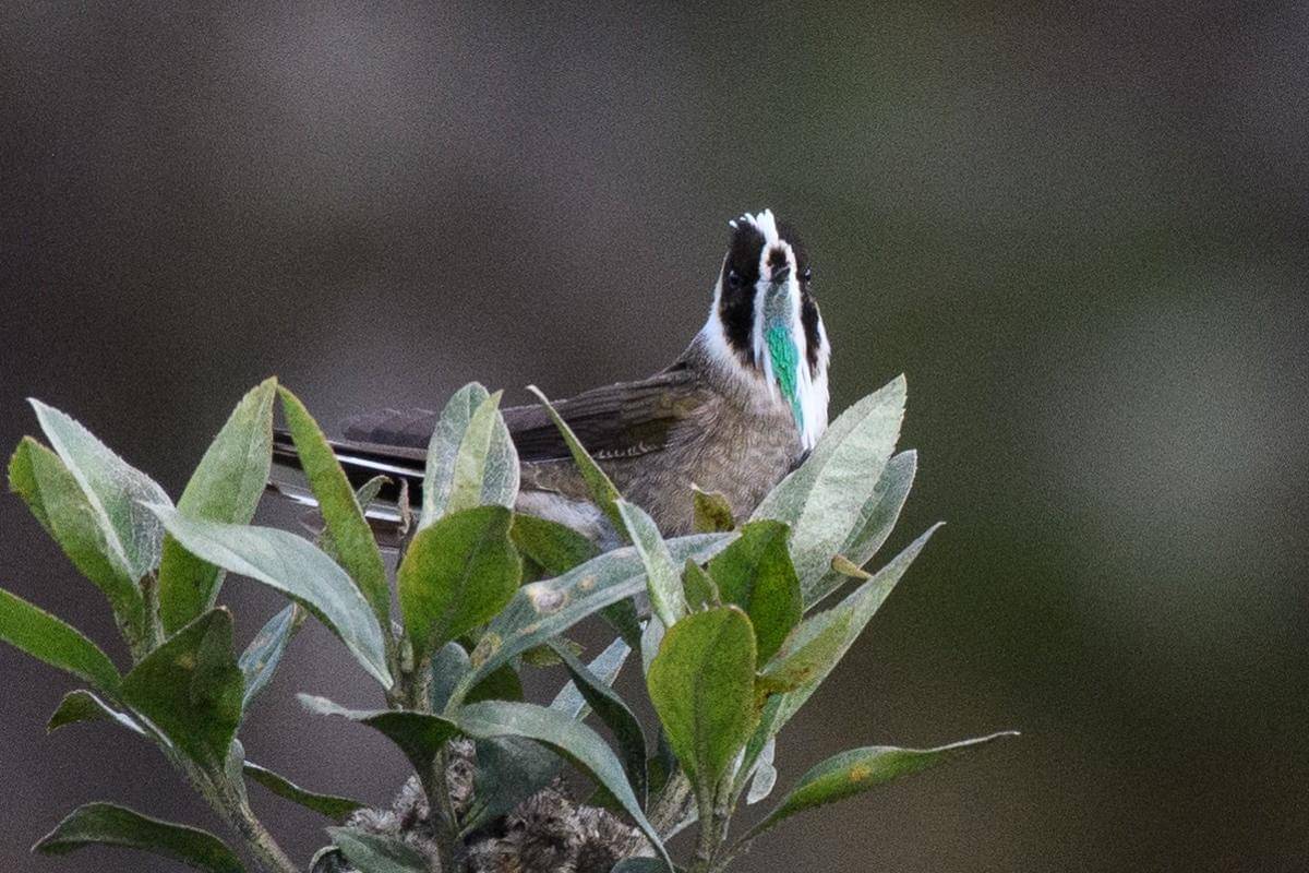 Burung green-bearded helmetcrest