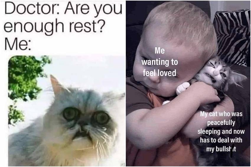 kolase meme kucing lagi istirahat