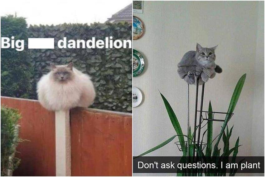 kolase meme kucing tentang bunga dan tanaman