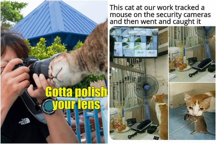 kolase meme kucing dan kamera