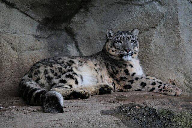 potret macan tutul salju