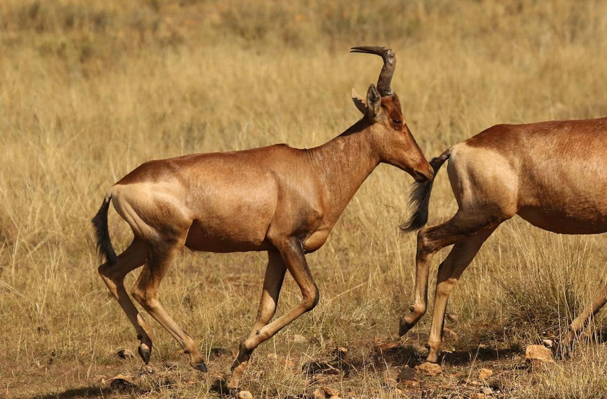 ilustrasi hartebeest