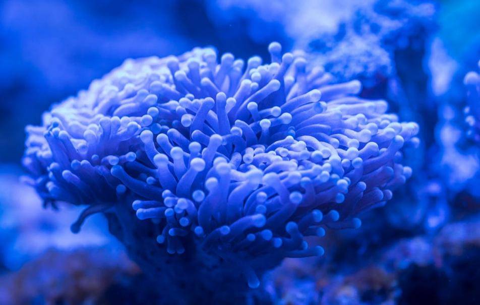 Ilustrasi anemon laut