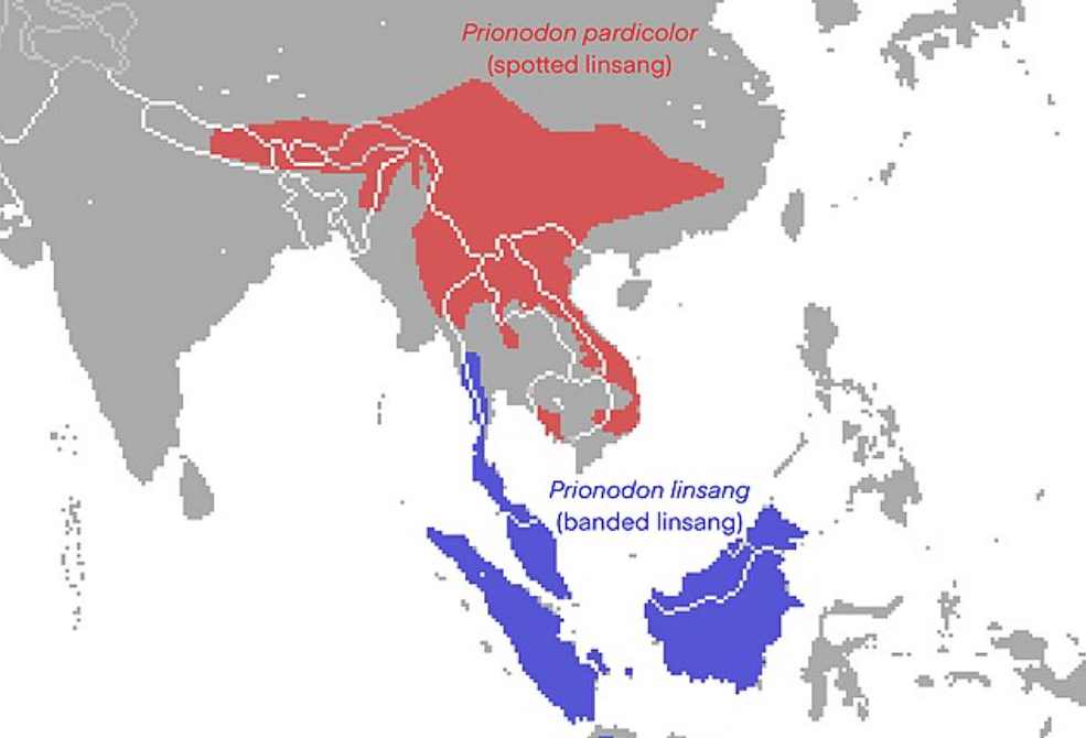 potret peta penyebaran linsang