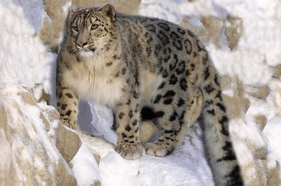 potret macan tutul salju