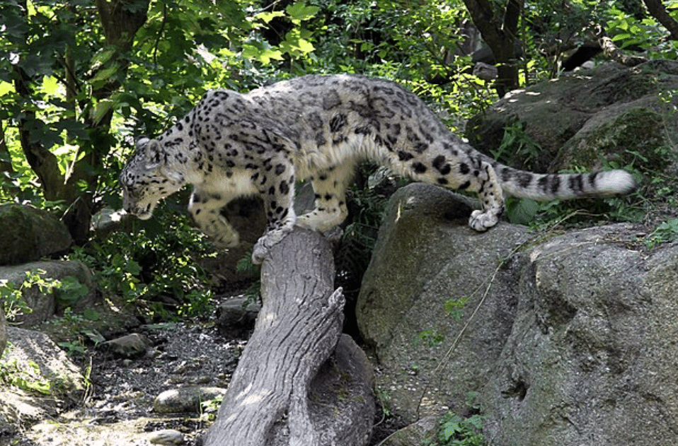 potret macan tutul salju