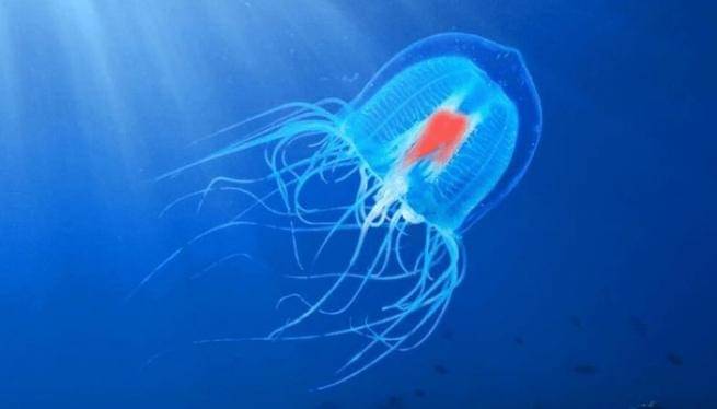 Ilustrasi ubur-ubur turritopsis dohrnii