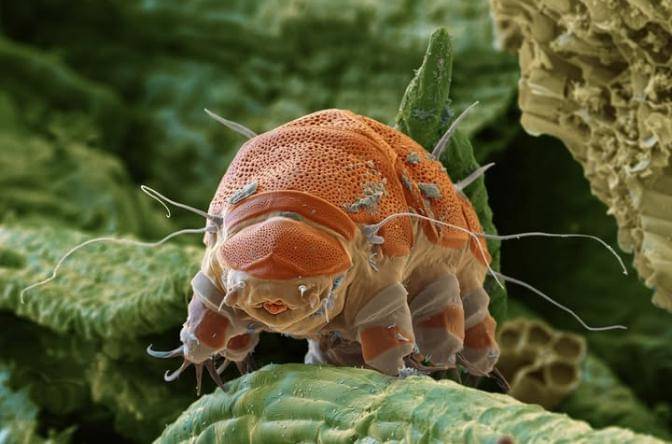 Ilustrasi tardigrade