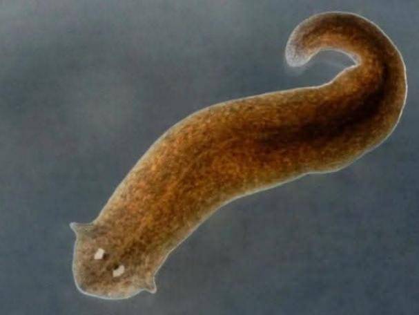 Ilustrasi planaria