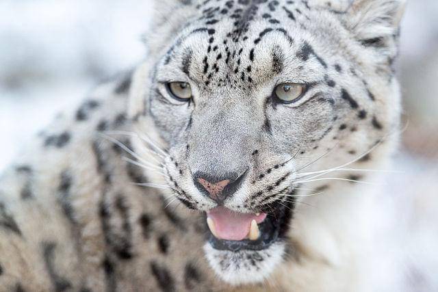 potret macan tutul salju