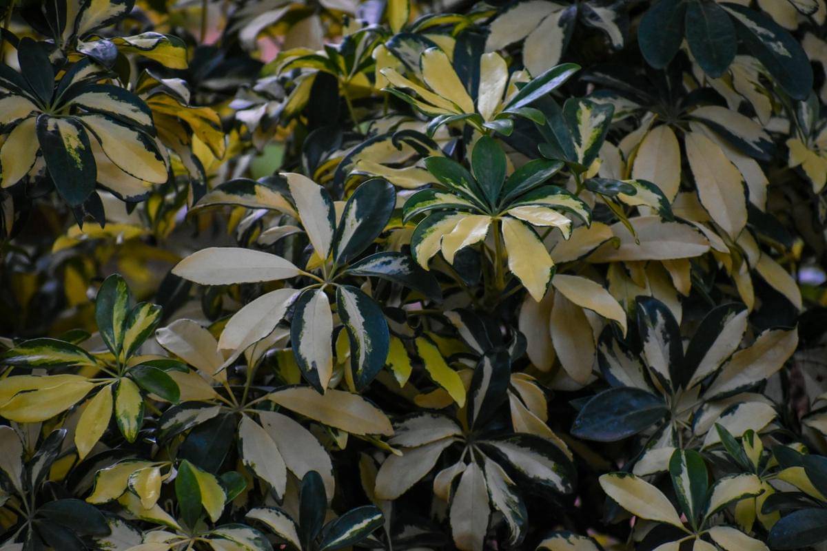 ilustrasi umbrella plant varigata