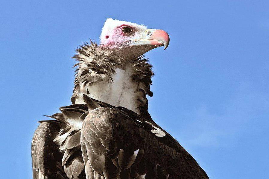 tampak dekat hering kepala-putih