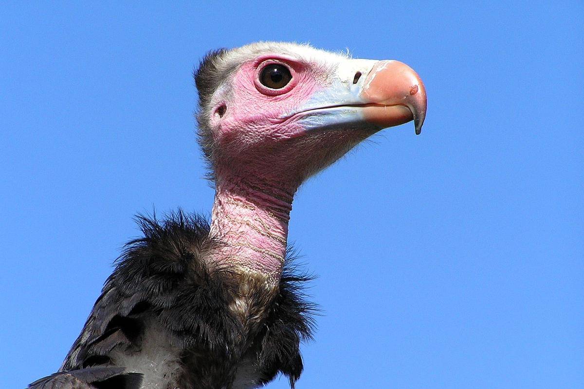 tampak dekat hering kepala-putih