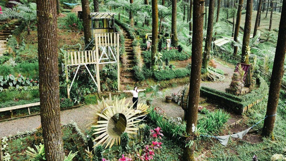 Hutan Pinus Limpakkuwus wisata di Banyumas