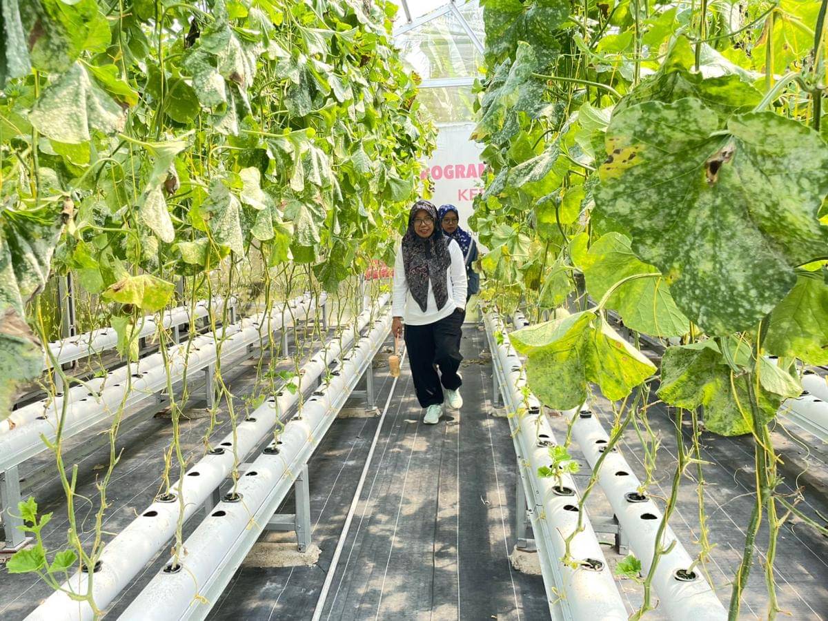 Pengunjung berwisata di green house Tekate Farm.