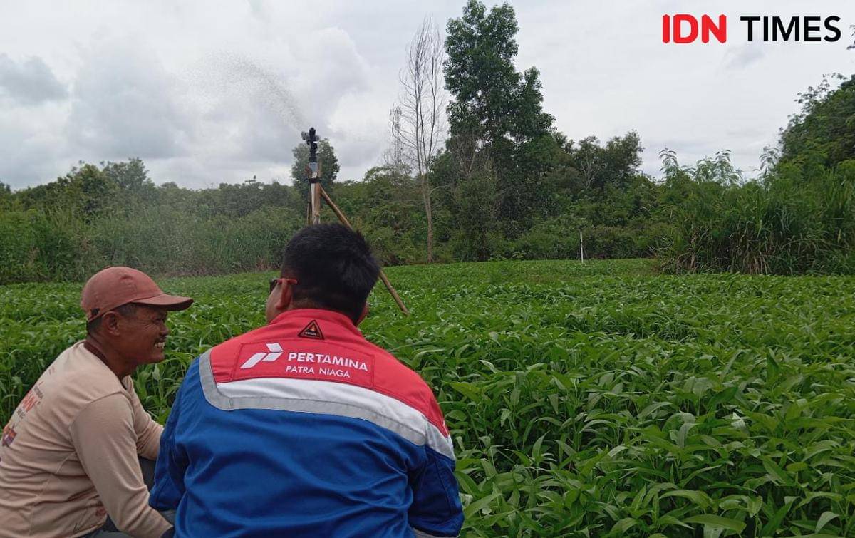 Pertamina Patra Niaga mengunjungi Desa Semambu saat Petani di sana panen kangkung hasil irigasi SWIS (IDN Times/Feny Maulia Agustin)