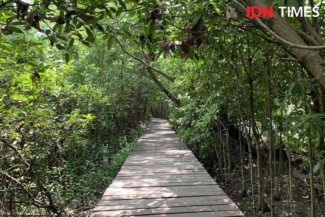 Potret Ekowisata Mangrove Wonorejo Surabaya