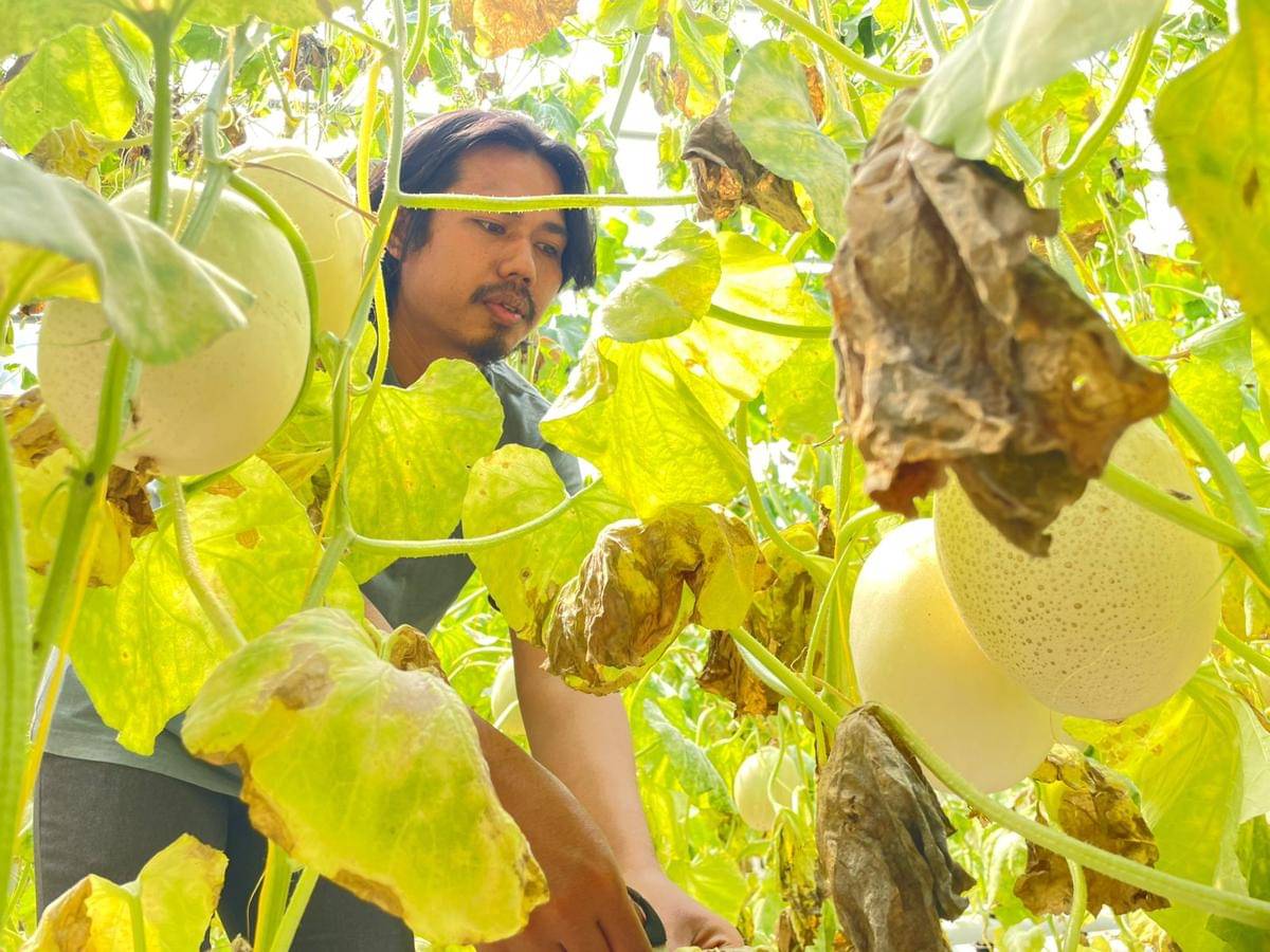 Zakky Stani sedang membersihkan daun melon yang sudah mati di green house Tekate Farm.