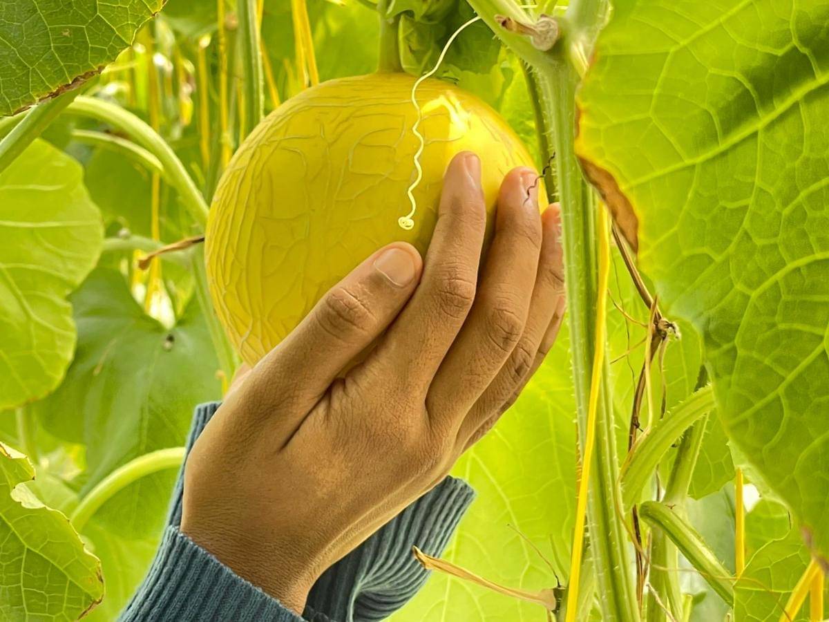 Pengunjung mencoba memegang salah satu buah melon yang ada di green house Tekate Farm.