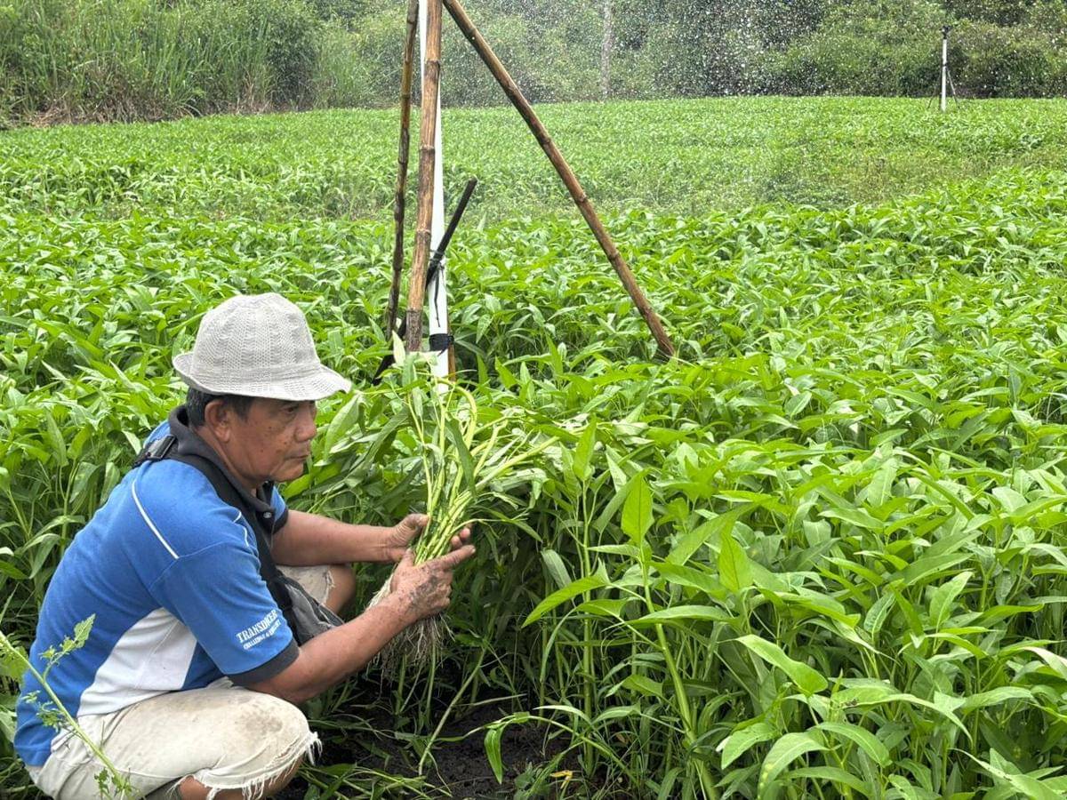 Agus Warsinto salah satu petani di Desa Semambu yang memanfaatkan teknologi SWIS terhadap lahan pertaniannya (IDN Times/Feny Maulia Agustin)